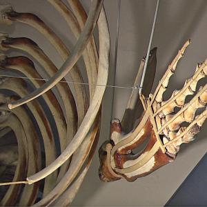 Balenottera comune (233783)