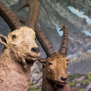  Italian Ungulates