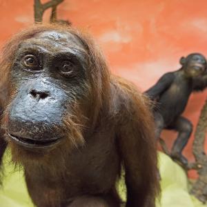 Orango del Borneo (233833)