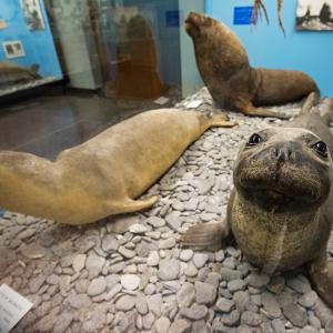 Mediterranean Monk Seal