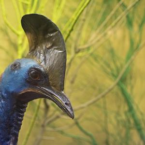 Southern Cassowary