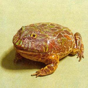 Ceratofrine ornata