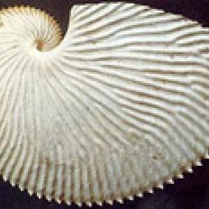 Conchiglia di argonauta
