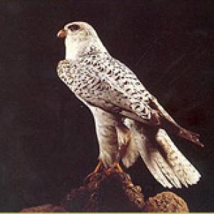 Falco d'Islanda