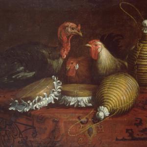 Gallinacei