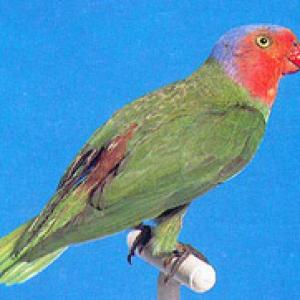 Pappagallo della Nuova Guinea