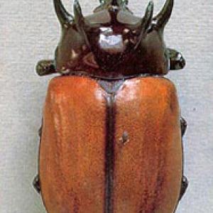 Scarabeide dell'india "Eupatorus Hardwicki"