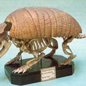 Scheletro di armadillo dalle 6 fasce
