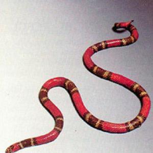 Serpente corallo 