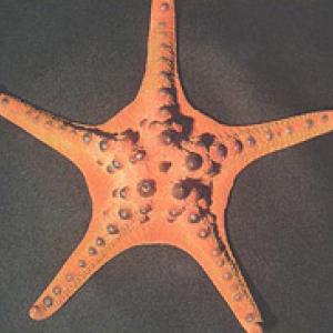 Stella di mare della Malesia "Protoreaster nodosus"