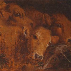 Studi per tre teste di vitello