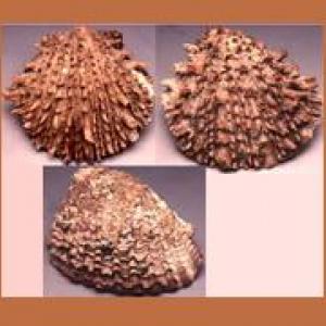 Spondylus shells
