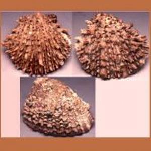 Spondylus shells