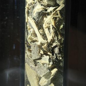 Jethimadhu (Glycyrrhiza glabra, family Leguminosae)