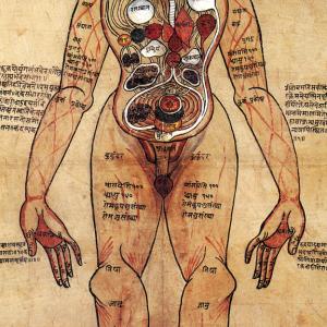 Dipinto anatomico