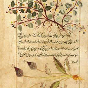 Kitab-al-Ḥašā'iš (Book of Herbs)