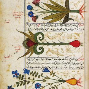 Kitab-al-Ḥašā'iš (Book of Herbs)