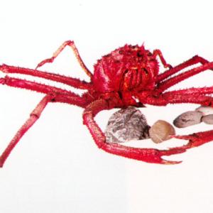 Paramola
