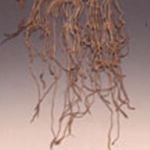 Quipu, III-XVI sec. d.C. (Inca) 