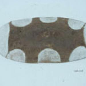Shield Shield