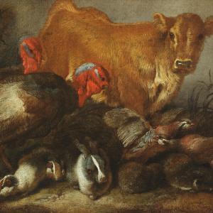 Studio di animali