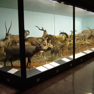 Artiodactyls