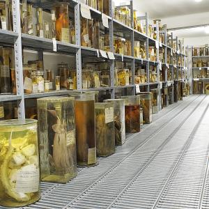 Museo di Storia Naturale G. Doria –  pesci