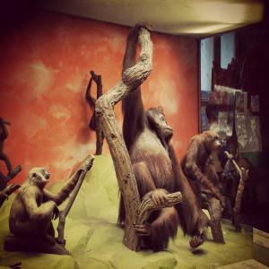 Museo di Storia Naturale Giacomo Doria – Primati