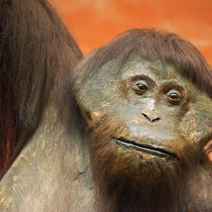 Museo di Storia Naturale Giacomo Doria – Primati