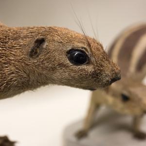 Museo di Storia Naturale Giacomo Doria – Chirotteri