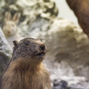 Museo di Storia Naturale Giacomo Doria – Roditori