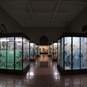 Birds - exhibition