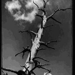 Ancient Tree, Black Hills, South Dakota