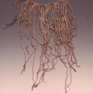 Quipu 