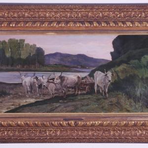 Oxen along the banks of the Arno