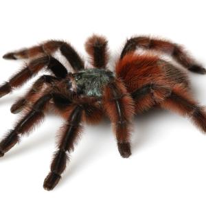 Spiders - Immagini - 1