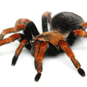 Spiders - Immagini - 2