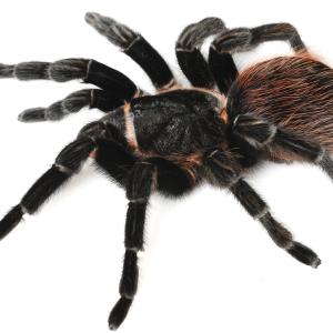 Spiders - Immagini - 4