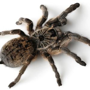 Spiders - Immagini - 5