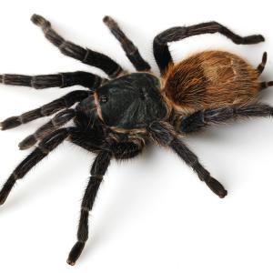 Spiders - Immagini - 6