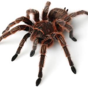 Spiders - Immagini - 7