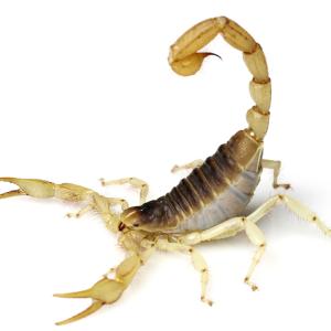 Spiders - Immagini - 8