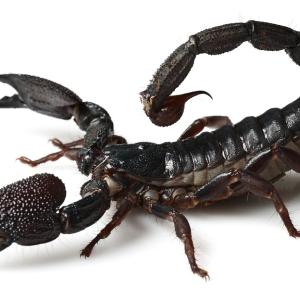 Spiders - Immagini - 9