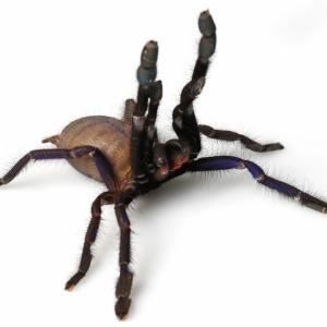 Spiders - Immagini - 10