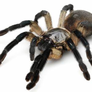 Spiders - Immagini - 11