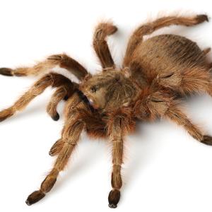 Spiders - Immagini - 12