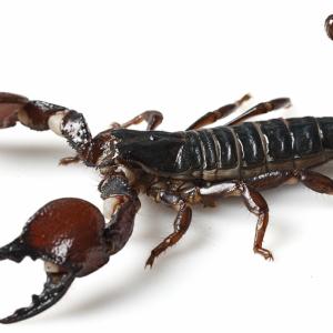 Spiders - Immagini - 13