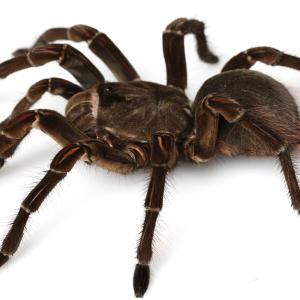 Spiders - Immagini - 14