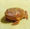 Ceratofrine ornata