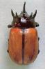 Scarabeide dell'india "Eupatorus Hardwicki"